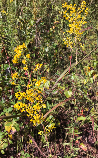 image of Solidago speciosa, Showy Goldenrod, Noble Goldenrod