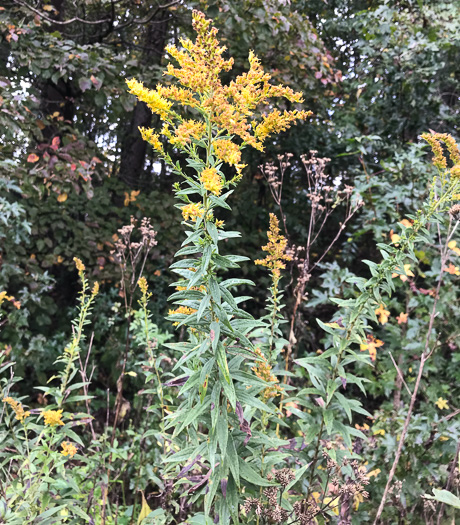 image of Solidago altissima var. pluricephala, Southern Tall Goldenrod