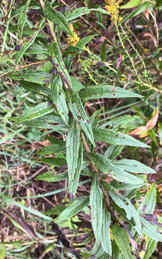 image of Solidago altissima var. pluricephala, Southern Tall Goldenrod