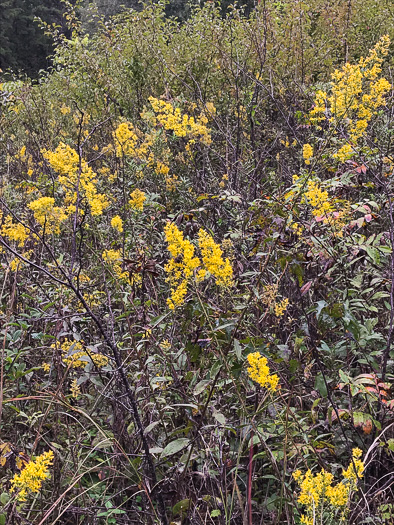 image of Solidago speciosa, Showy Goldenrod, Noble Goldenrod