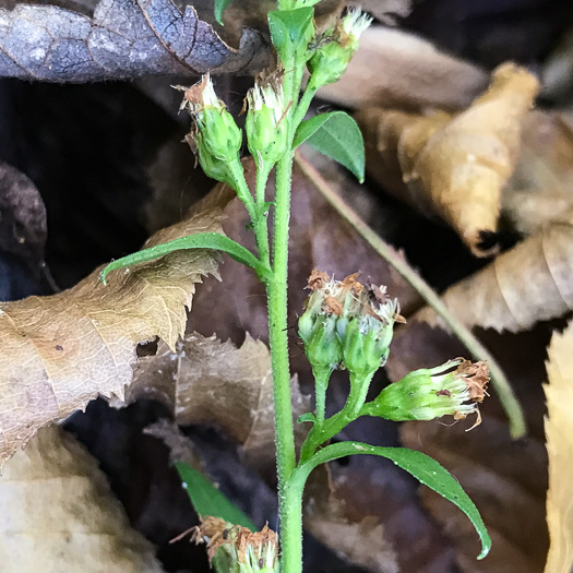 image of Solidago patula, Northern Roughleaf Goldenrod