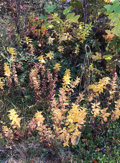 image of Lysimachia quadrifolia, Whorled Loosestrife