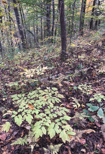 image of Actaea racemosa, Common Black Cohosh, Early Black Cohosh, Black Snakeroot, black bugbane