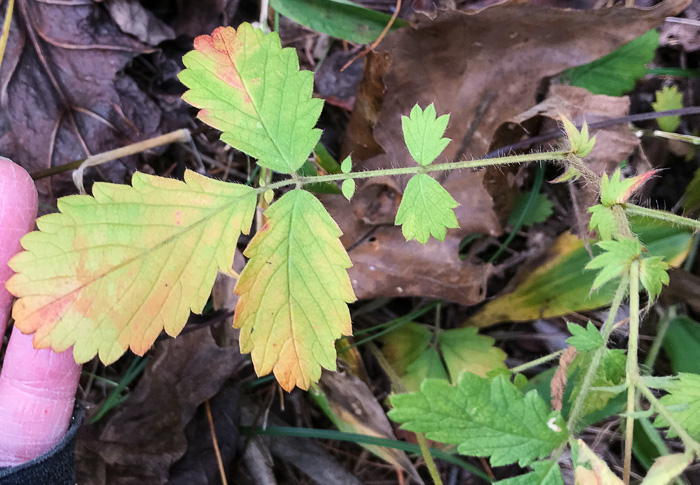 image of Agrimonia microcarpa, Low Agrimony, Small-fruited Agrimony