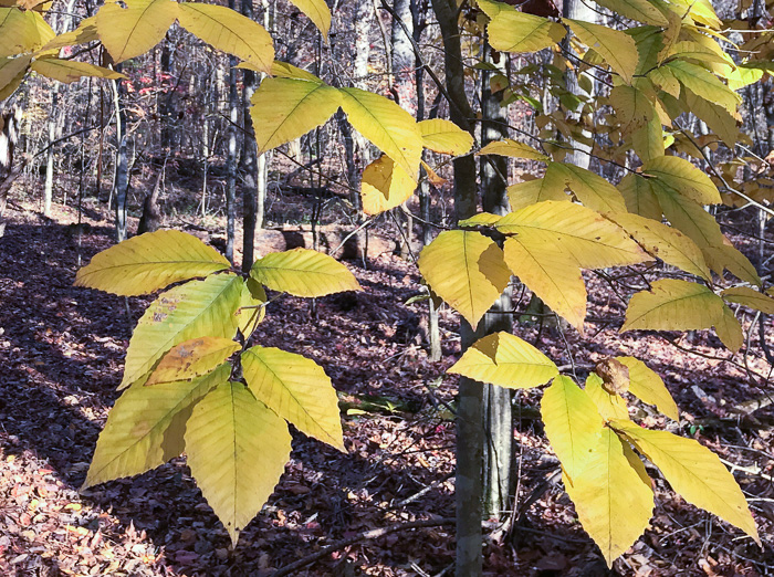 image of Fagus grandifolia +, American Beech