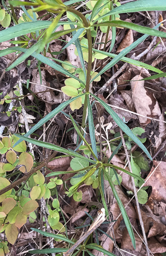 image of Coreopsis major var. rigida, Whorled Coreopsis, Stiffleaf Coreopsis, Greater Tickseed, Whorled Tickseed