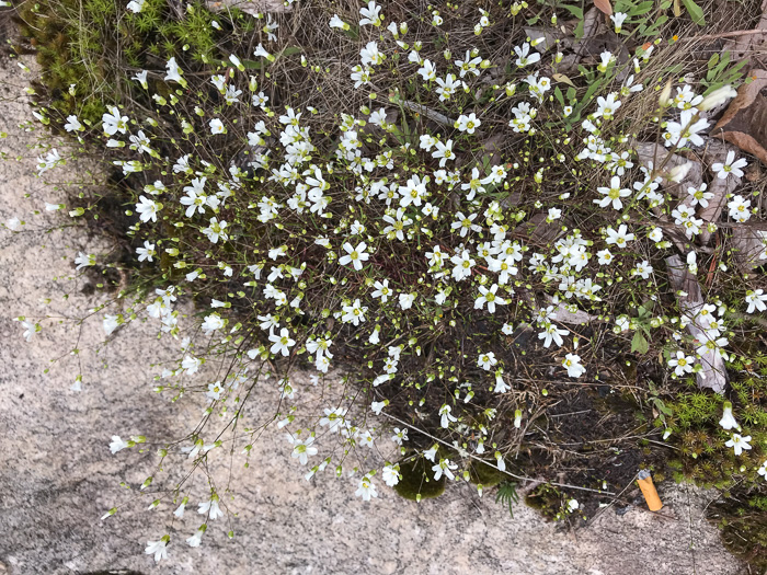 image of Geocarpon glabrum, Appalachian Sandwort