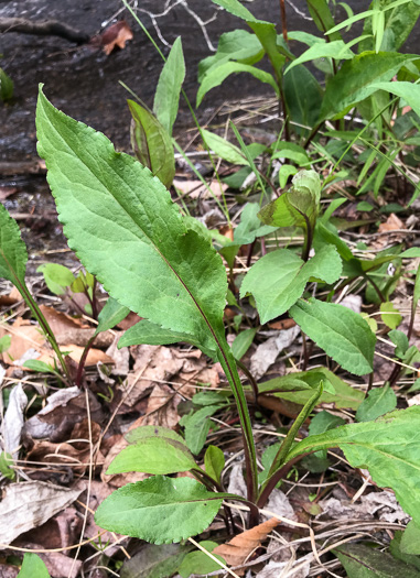 image of Solidago patula, Northern Roughleaf Goldenrod