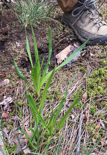 image of Liatris spicata, Dense Blazing-star, Mountain Blazing-star, Florist's Gayfeather, Dense Gayfeather