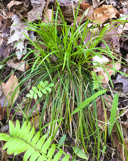 image of Carex pedunculata var. pedunculata, Longstalk Sedge, Pedunculate Sedge