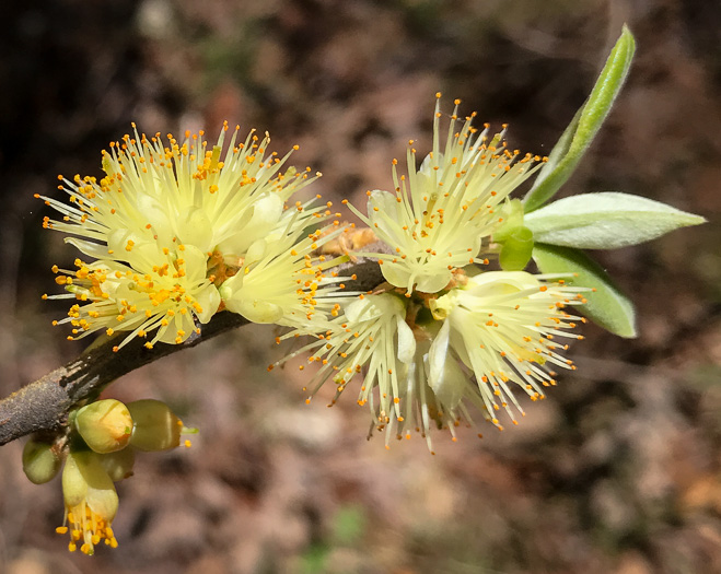 image of Symplocos tinctoria, Horsesugar, Sweetleaf, Dyebush