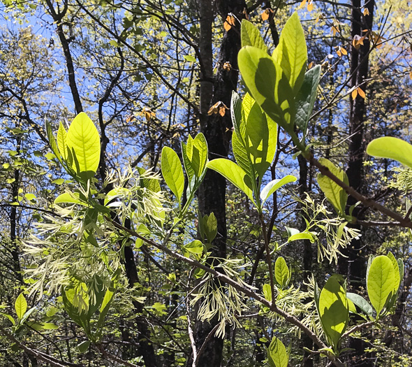 image of Chionanthus virginicus, Fringetree, Grancy Graybeard, Old Man's Beard, Grandsir-graybeard