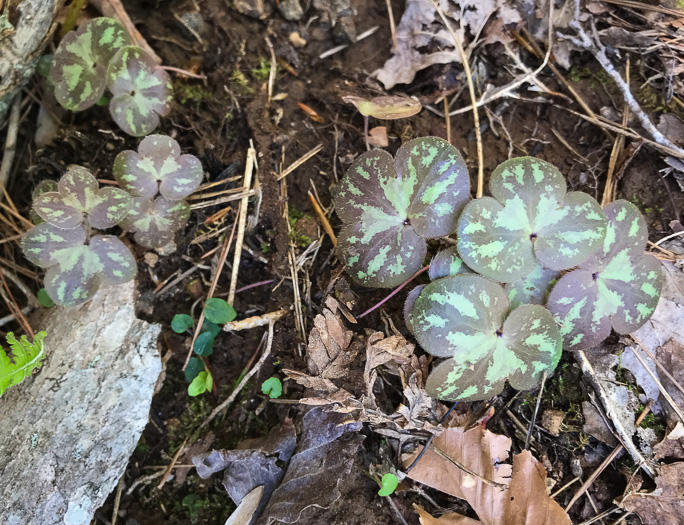 image of Hepatica americana, Round-lobed Hepatica, Round-lobed Liverleaf