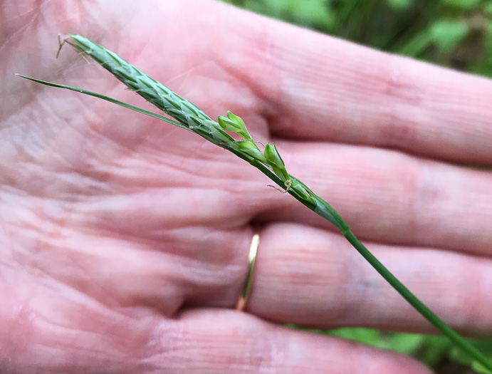 image of Carex radfordii, Radford's Sedge