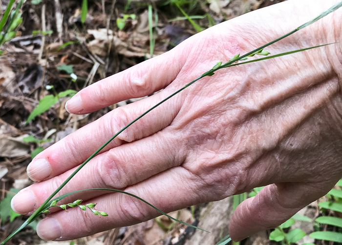 image of Carex radfordii, Radford's Sedge