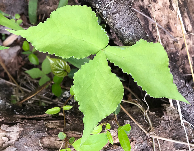 image of Arisaema triphyllum, Common Jack-in-the-Pulpit, Indian Turnip