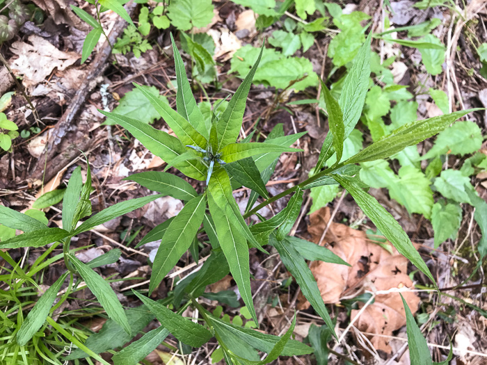 image of Amsonia tabernaemontana, Eastern Bluestar, Blue Dogbane, Wideleaf Bluestar