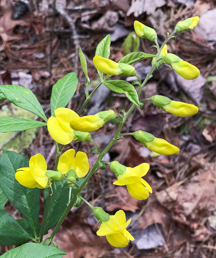 Thermopsis mollis, Appalachian Golden-banner, Allegheny Mountain Golden-banner, Bush Pea