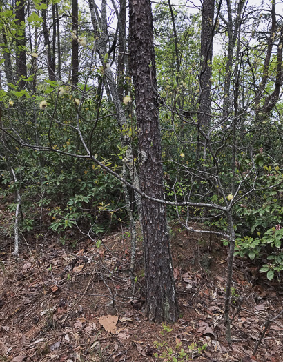 image of Symplocos tinctoria, Horsesugar, Sweetleaf, Dyebush