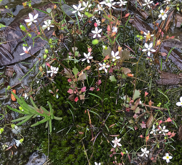 image of Micranthes petiolaris var. shealyi, Escarpment Saxifrage, Shealy's Saxifrage