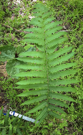 image of Deparia acrostichoides, Silvery Glade Fern, Silvery Spleenwort