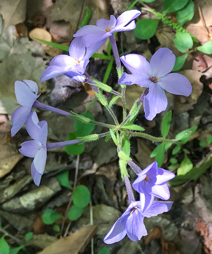 image of Phlox stolonifera, Creeping Phlox