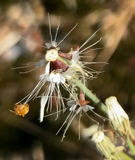 image of Krigia virginica, Virginia Dwarf-dandelion