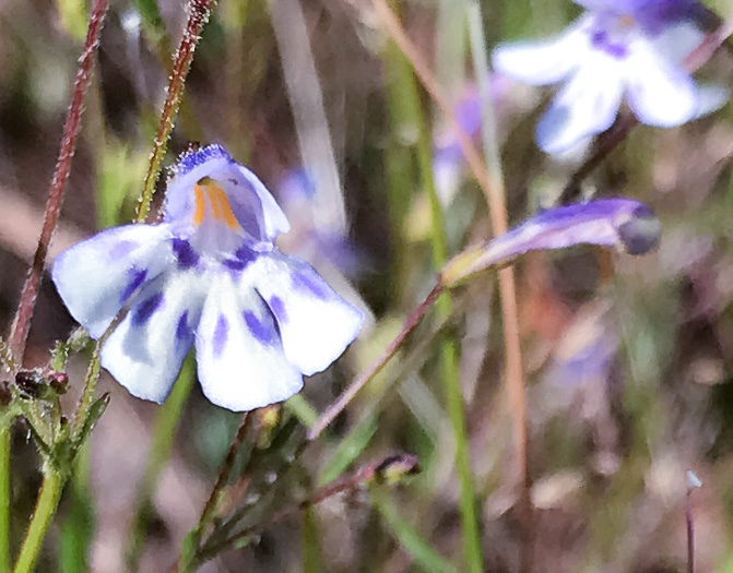 image of Lindernia monticola, Flatrock Pimpernel, Riverbank Pimpernel, False Pimpernel, Piedmont Pimpernel