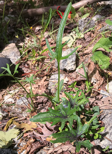 image of Viola emarginata var. 5, Sword-leaved Violet