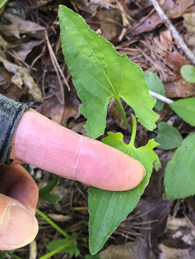 image of Viola sagittata, Arrowleaf Violet, Arrowhead Violet