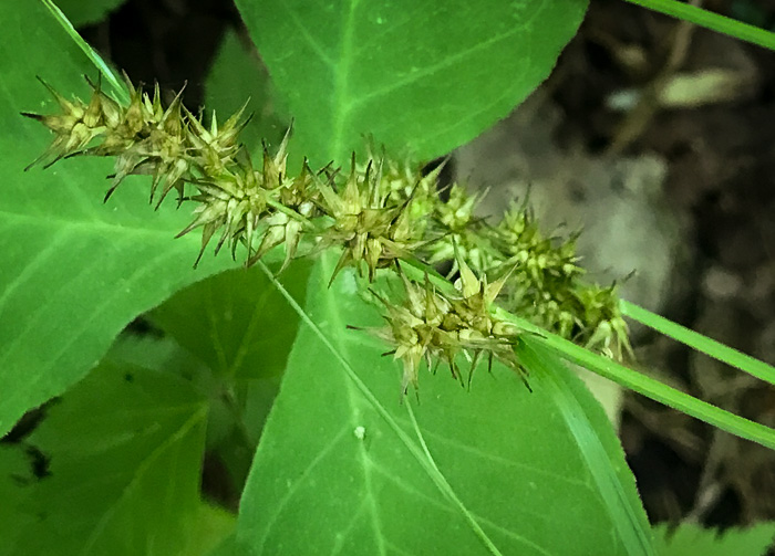 image of Carex laevivaginata, Smooth-sheath Sedge