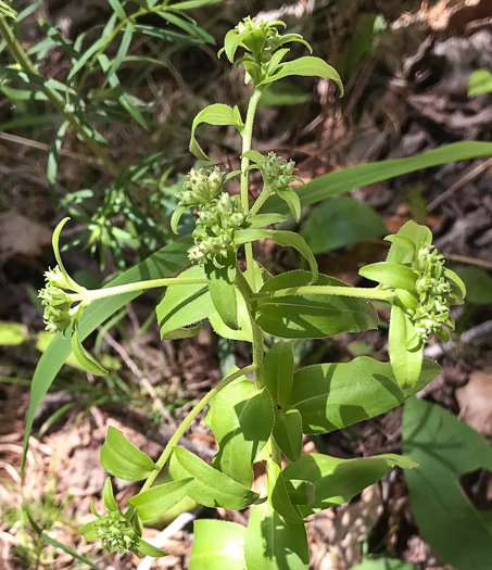 image of Sericocarpus caespitosus, Toothed Whitetop Aster