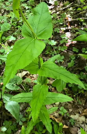 image of Penstemon smallii, Small's Beardtongue, Blue Ridge Beardtongue