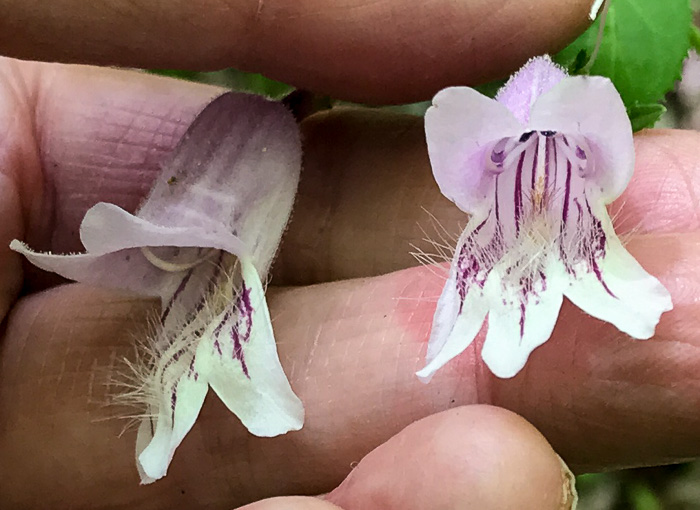 image of Penstemon smallii, Small's Beardtongue, Blue Ridge Beardtongue