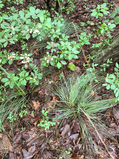 image of Xerophyllum asphodeloides, Eastern Turkeybeard, Beargrass, Mountain-asphodel