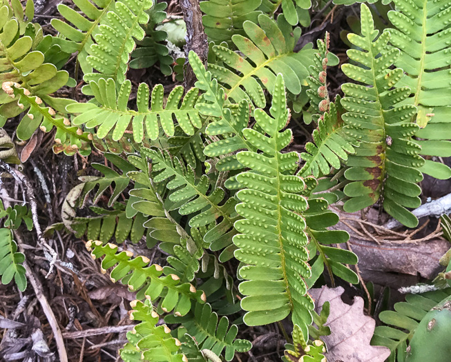 image of Pleopeltis michauxiana, Resurrection Fern, Scaly Polypody