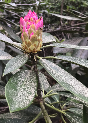 image of Rhododendron maximum, Rosebay Rhododendron, Great Laurel, White Rosebay, Great Rhododendron