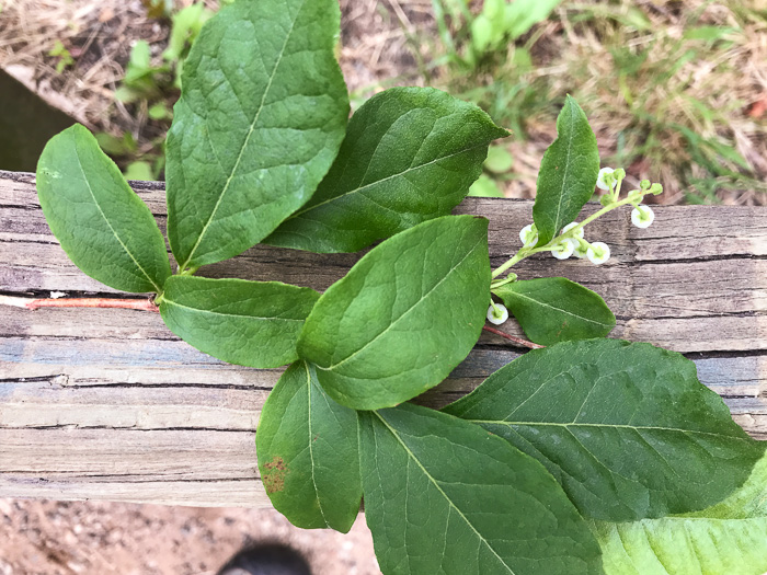 image of Lyonia ligustrina var. ligustrina, Northern Maleberry, He-huckleberry