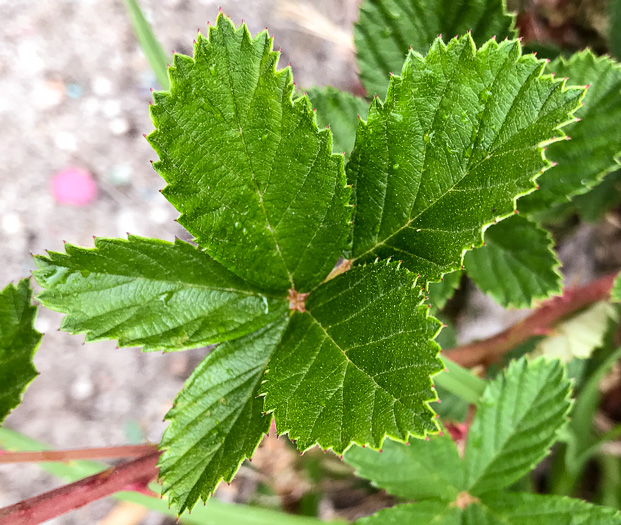 image of Rubus pascuus, Chesapeake Blackberry, Topsy Blackberry