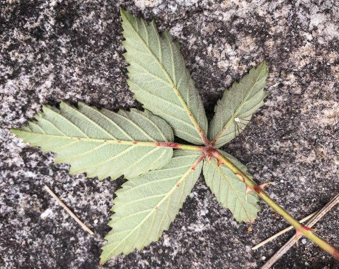 image of Rubus pascuus, Chesapeake Blackberry, Topsy Blackberry