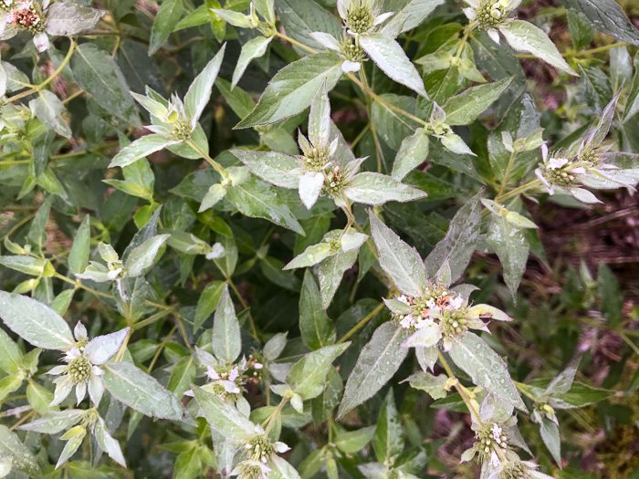 image of Pycnanthemum beadlei, Beadle's Mountain-mint