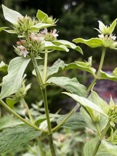 image of Pycnanthemum beadlei, Beadle's Mountain-mint