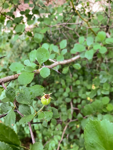 image of Crataegus visenda, Bristol Hawthorn