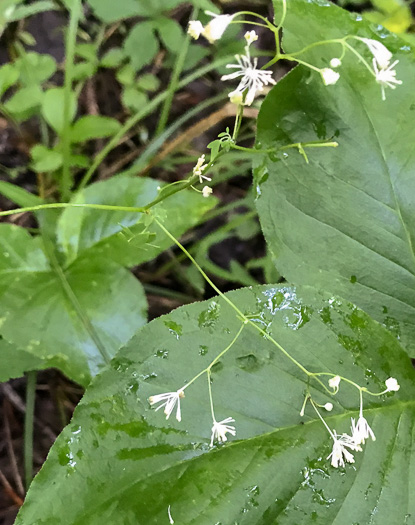 image of Thalictrum macrostylum, Small-leaved Meadowrue, Small-flowered Meadowrue