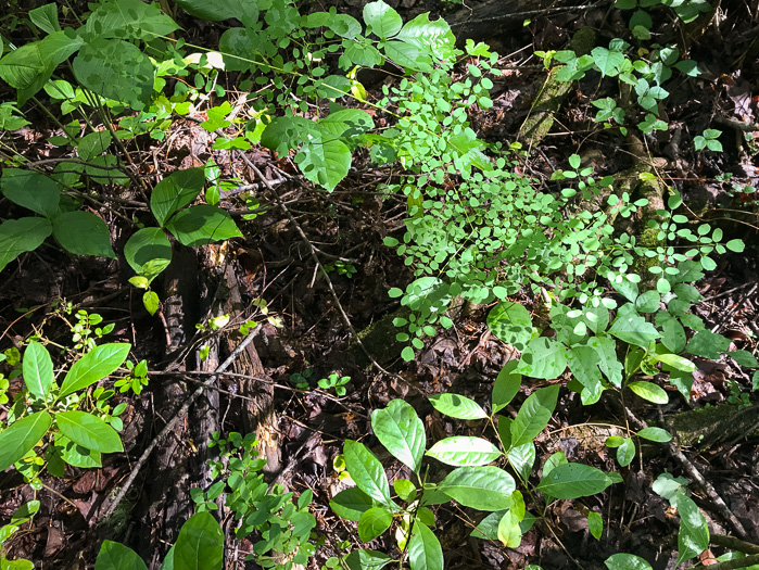 image of Thalictrum macrostylum, Small-leaved Meadowrue, Small-flowered Meadowrue