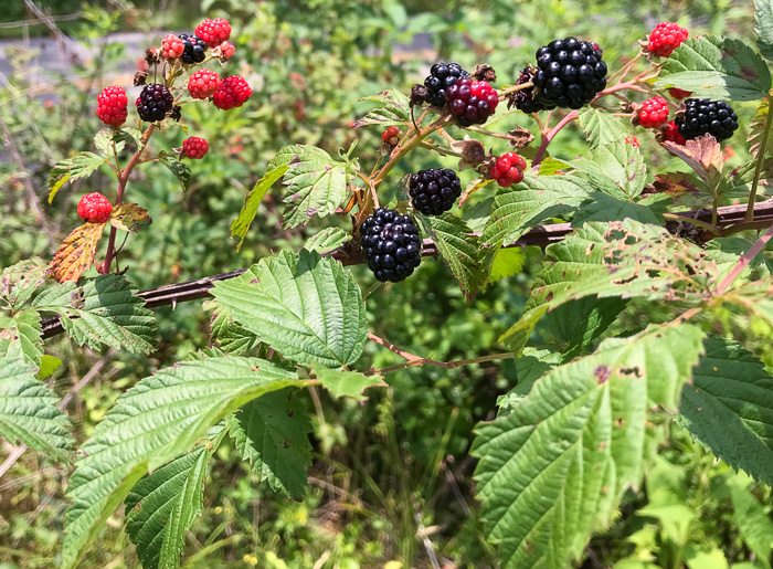 image of Rubus pensilvanicus, Pennsylvania Blackberry, Highbush Blackberry, Eastern Blackberry, Southern Blackberry