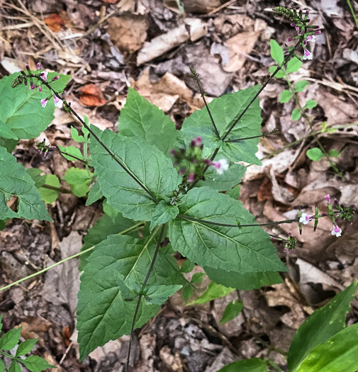 image of Phryma leptostachya, American Lopseed