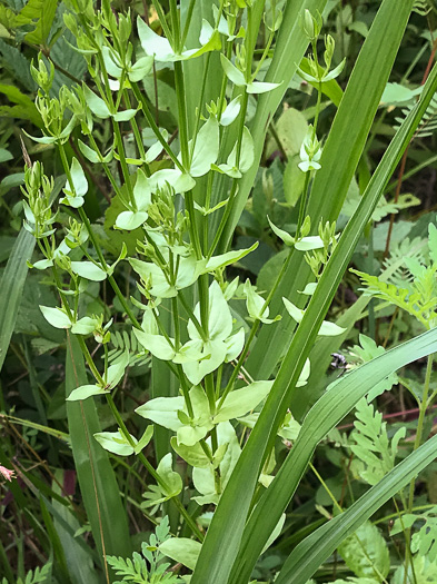 image of Sabatia angularis, Rose-pink, Bitterbloom, Common Marsh-pink, American Centaury