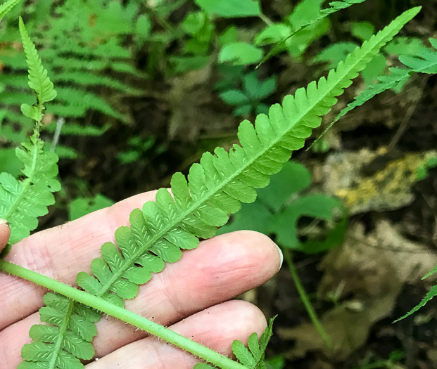 image of Deparia acrostichoides, Silvery Glade Fern, Silvery Spleenwort