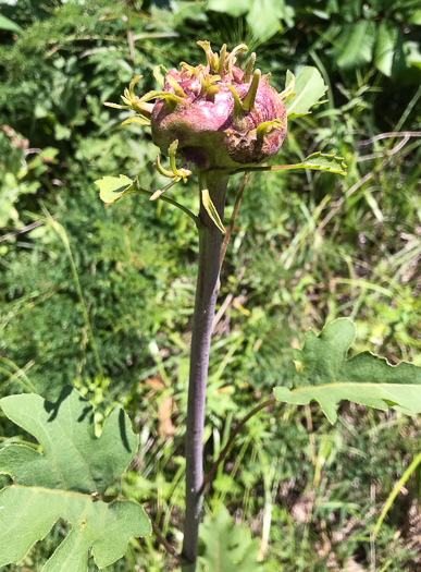 image of Silphium compositum var. compositum, Carolina Rosinweed, Compassplant, Rhubarb-leaved Rosinweed